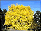 The biggest Ginkgo Tree