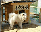 Wasao
